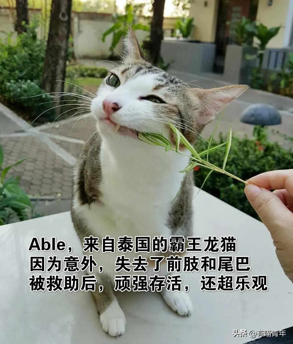 因为爱，瘫痪14年的猫咪一直在创造奇迹