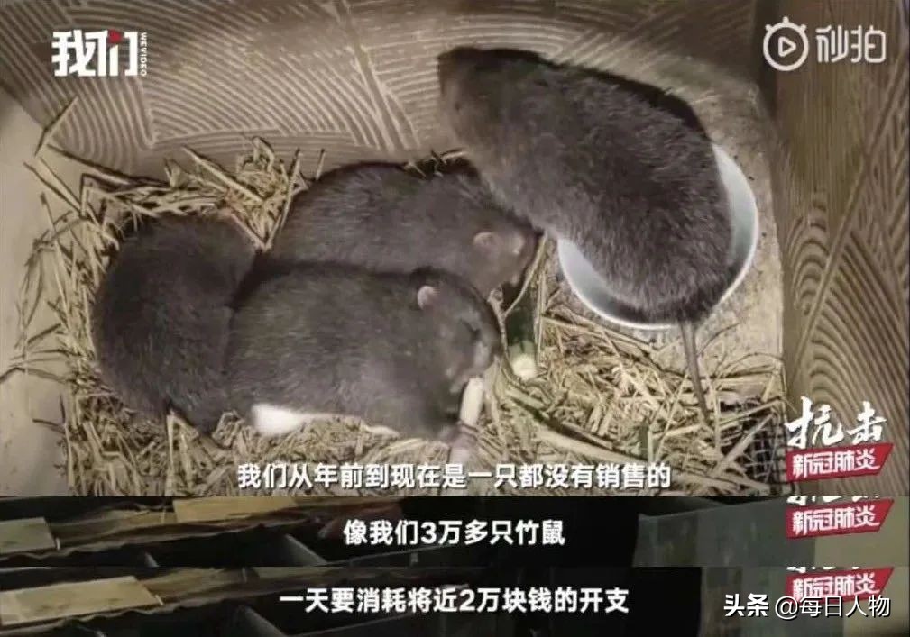 竹鼠华农现状,竹鼠华农兄弟怎么样了