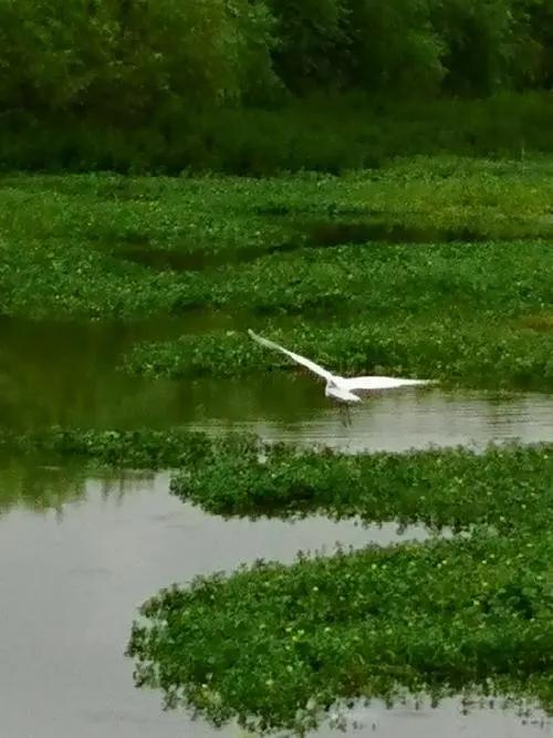 七绝夏日风光,七绝湖上白鹭翩翩飞