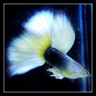 饲养的孔雀鱼摇头晃脑时，就要关注了，可能是感染的水霉病！