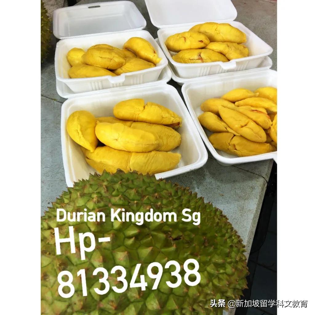 来新加坡一定要吃的榴莲,新加坡吃榴莲的季节