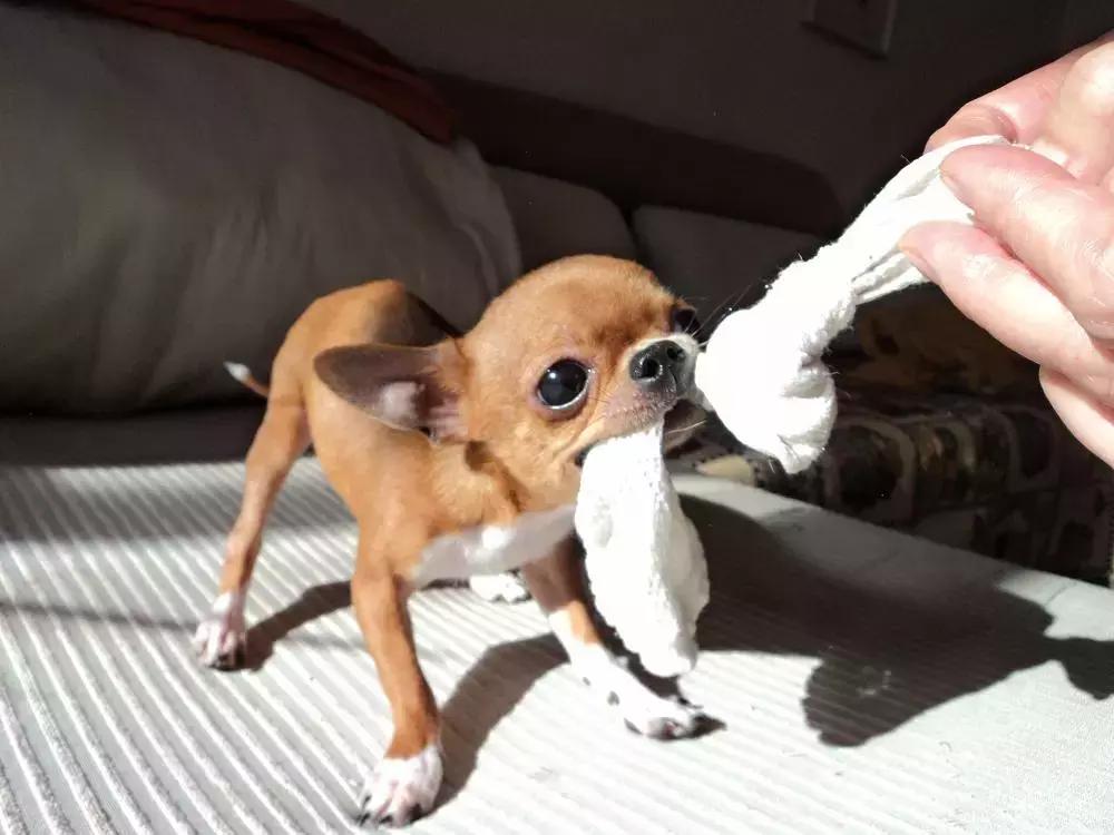 犬猫在什么情况下才会传染狂犬病,狂犬病是患病的猫才会传播的吗