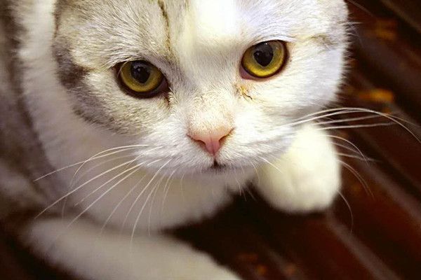 辟谣！买猫光看颜值就行了？不仅要好看的皮囊，四肢协调更重要