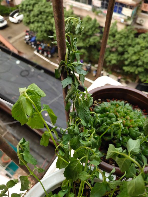 水养薄荷发黄发蔫用什么办法,薄荷叶子发黑怎么补救