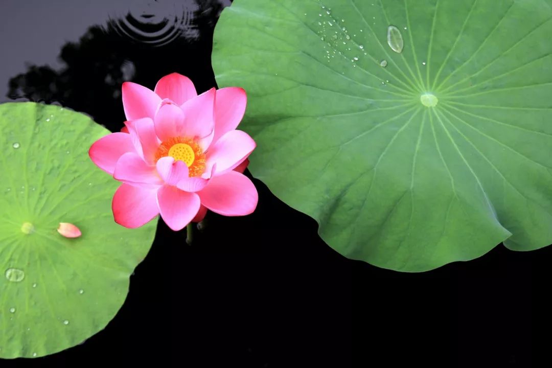 老子道德经人生三大聪颖,道德经三条铁律