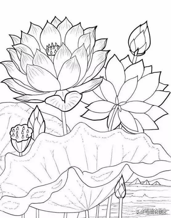 工笔花卉线稿和色稿,花卉白描线稿