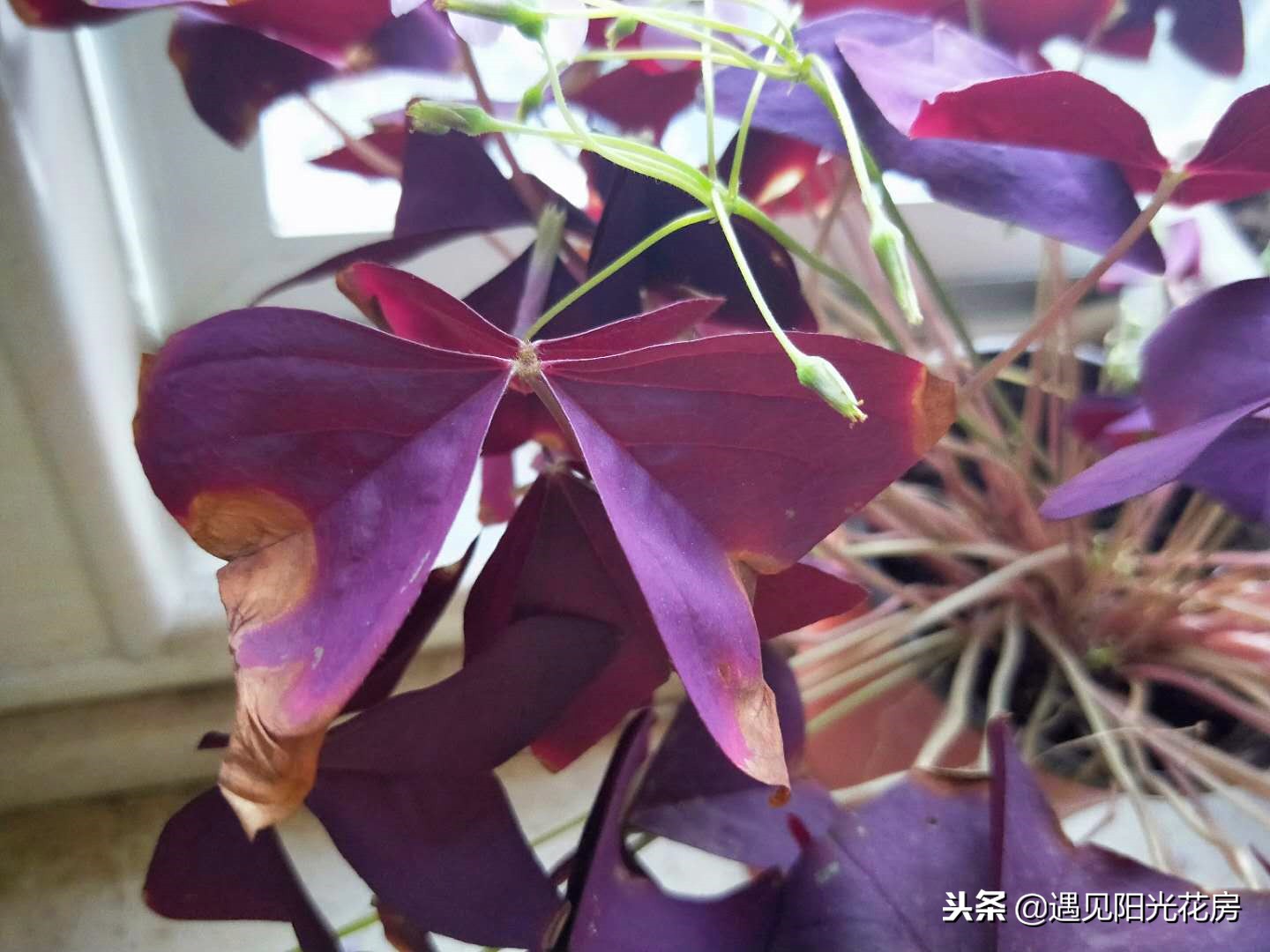 紫叶酢浆草入冬后可以晒太阳吗,紫叶酢浆草叶子发黑怎么办