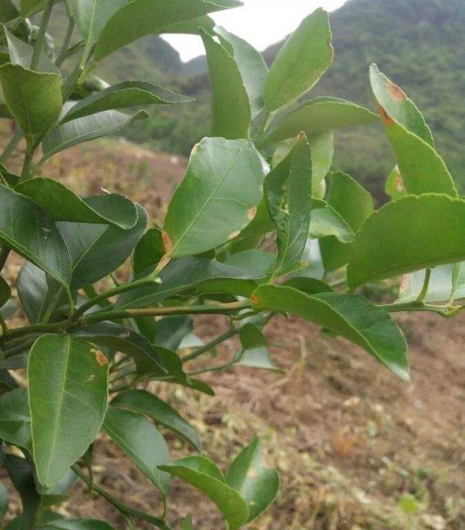 过去农村经常用这些野草来制作酒曲，八九十年代很常见