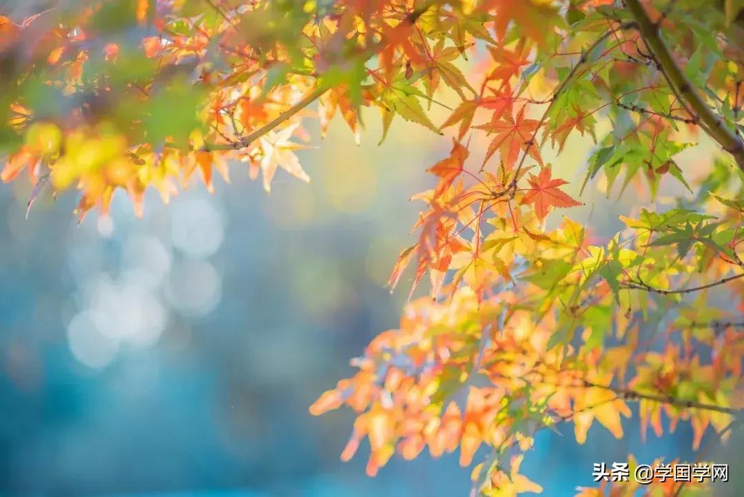 今日立秋古诗视频,今日立秋七绝诗