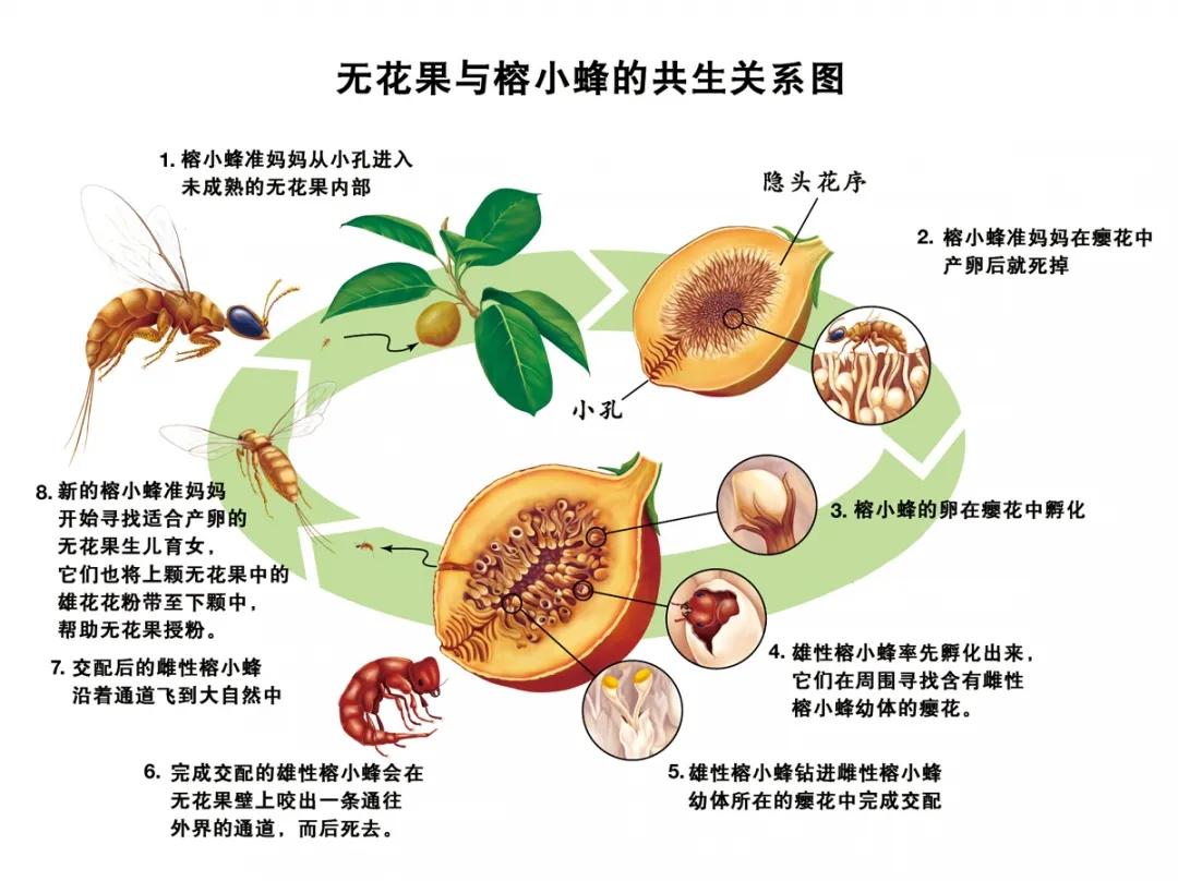 无花果真的不开花就长果实吗,无花果是真的没有开花就结果吗