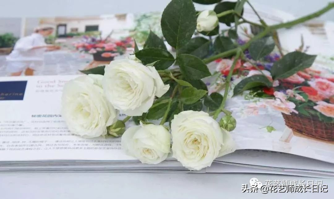 送给妈妈的手工花康乃馨,母亲节送妈妈什么颜色康乃馨