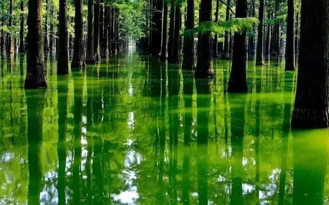 你真的了解江夏吗,简单介绍一下关于武汉