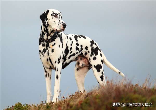 为啥现在很少见斑点狗了,斑点狗是什么犬类的狗