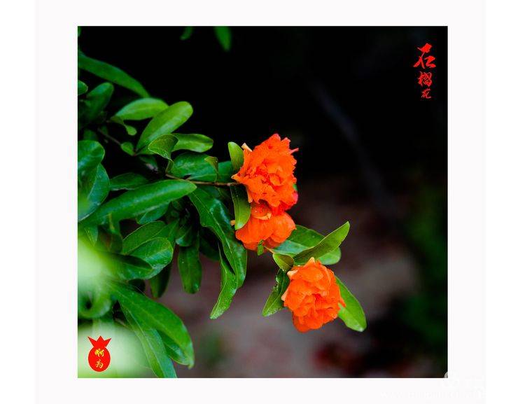 石榴花古诗词唯美,石榴花古诗词