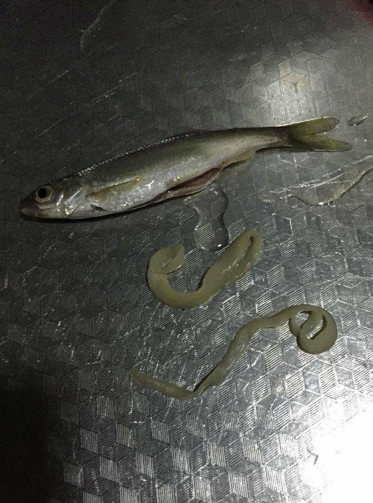 鱼长寄生虫可以钓鱼吗,野钓的鱼有寄生虫吗