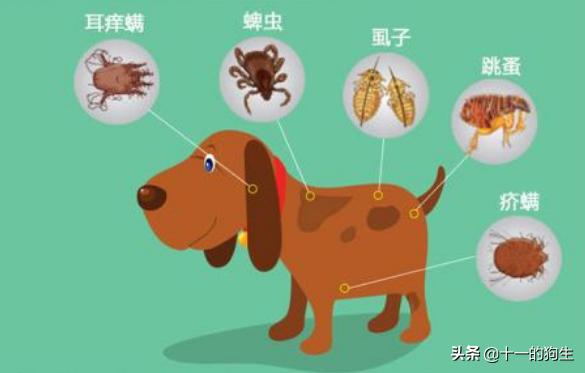 狗狗身上的跳蚤怎么去除最快方法,狗跳蚤怎么防