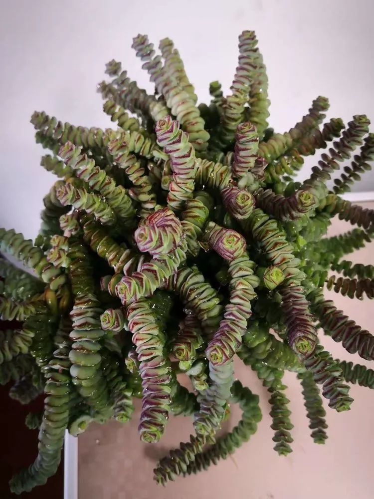 一花一叶一世界多肉,一花一世界多肉之美