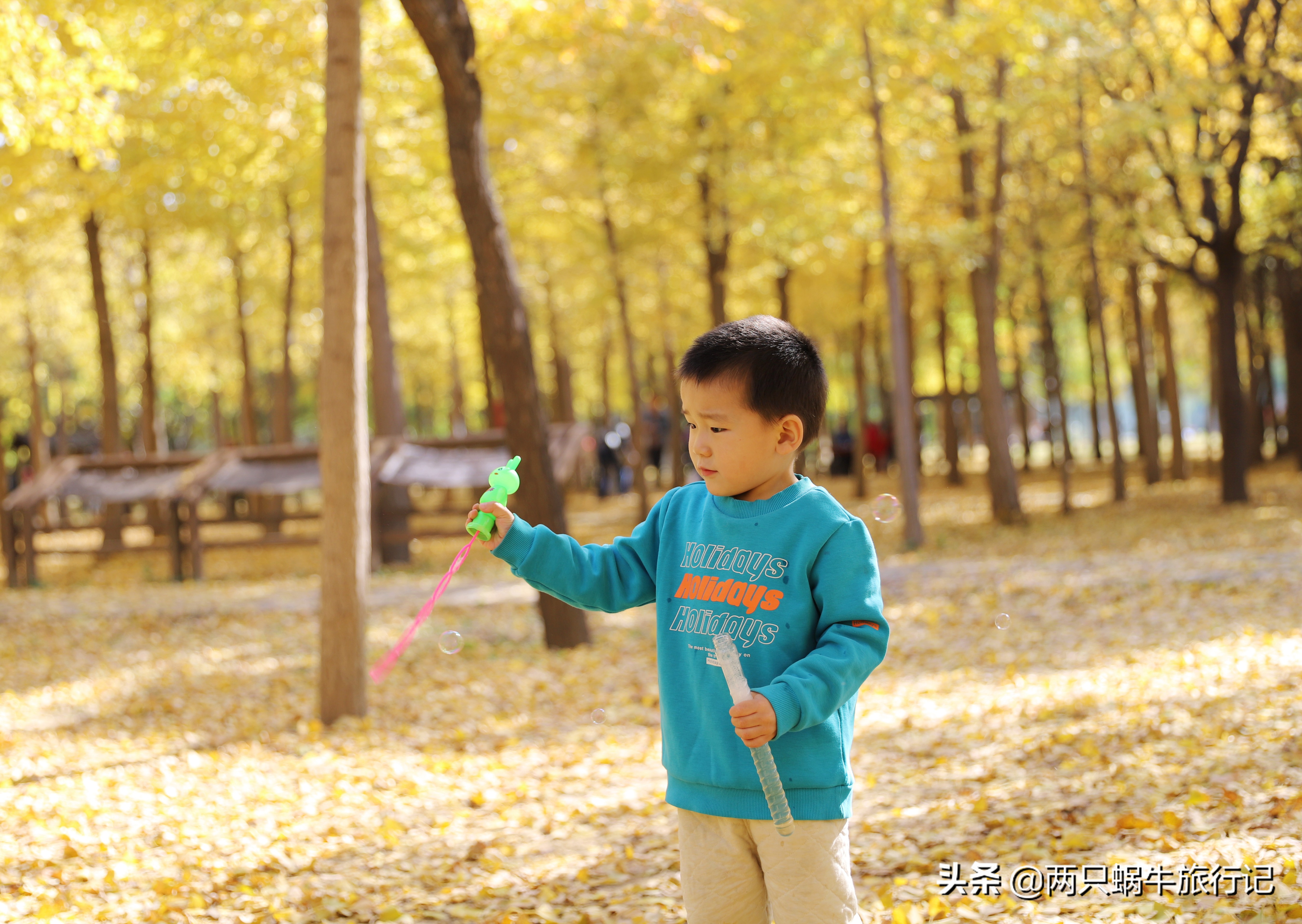 调色盘树林,调色盘景色