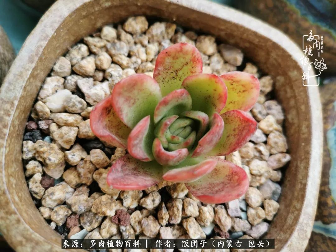 干旱地区怎么养多肉,半湿养多肉