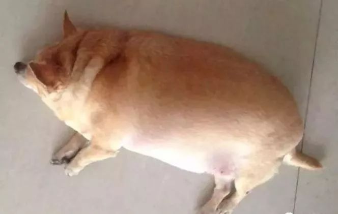狗狗绝育vs不绝育差别还是很大的,狗狗应该绝育么