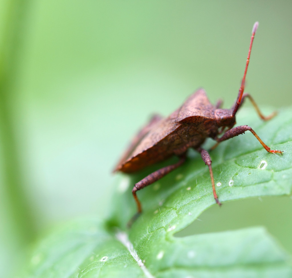 臭屁虫对人皮肤会干嘛,臭屁虫伤害皮肤会长斑点吗
