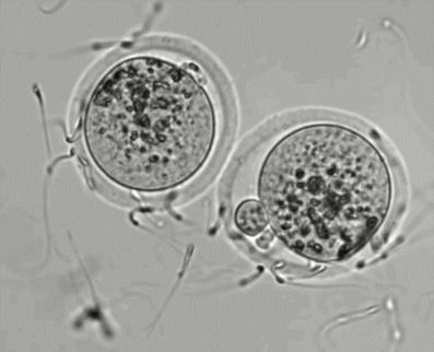 三代试管6枚胚胎成功率高吗,为什么取了10个卵只有4个囊胚