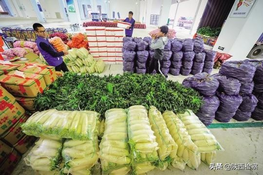 10元一斤的菜有哪些,10元10斤菜特价特暖心