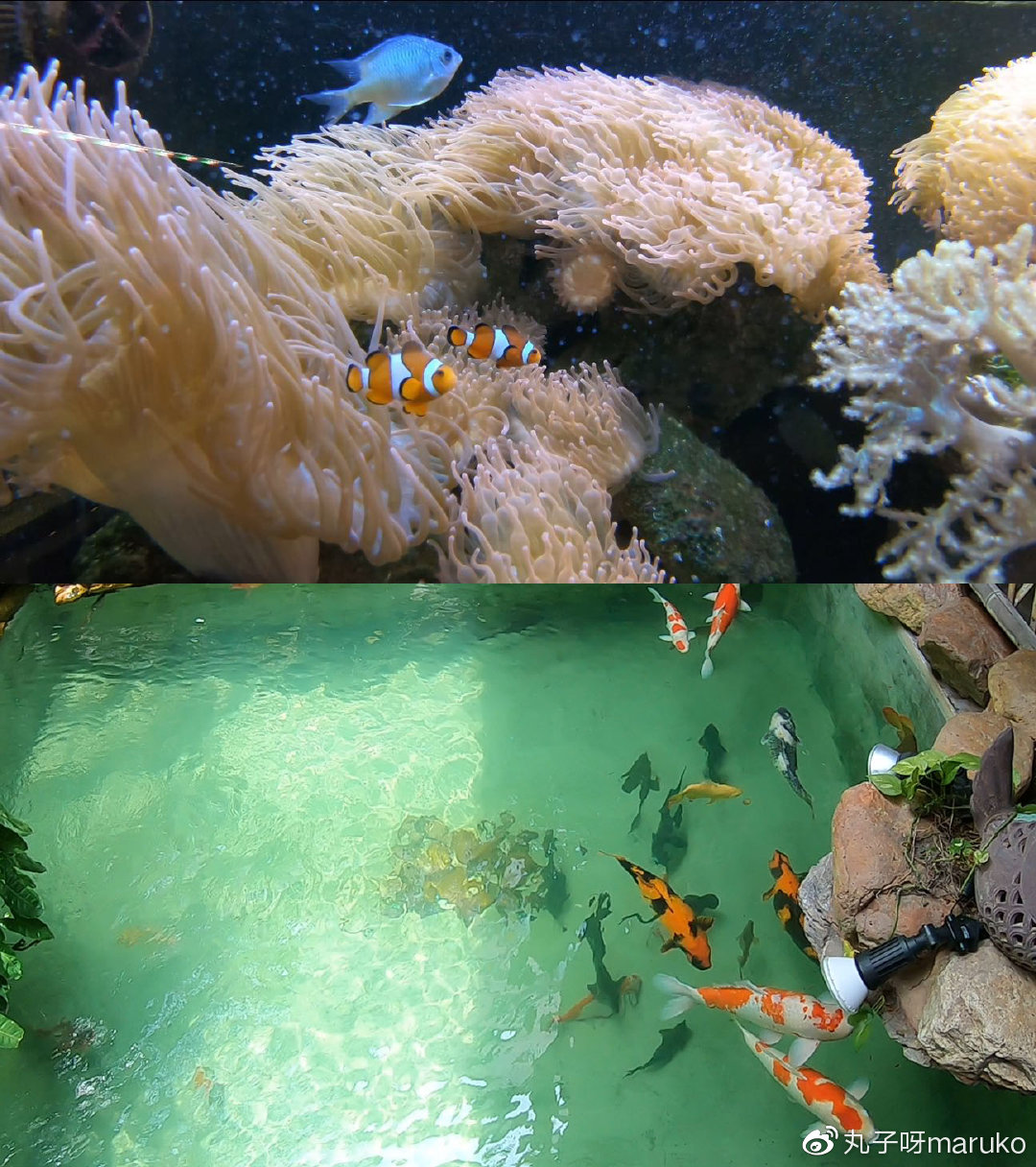 马来西亚槟城欢乐假期之旅,马来西亚槟城自由行