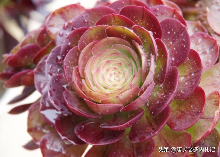 想让多肉长得好用什么药,想让多肉长大用什么土