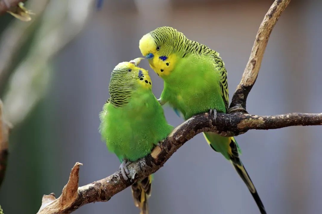 虎皮鹦鹉会说话吗,虎皮鹦鹉的饲养方法视频播放