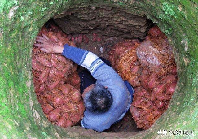 红薯为什么闻到酒气会坏,如何避免红薯储藏腐烂