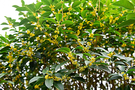 后山桂花树,桐树柏树桂花树