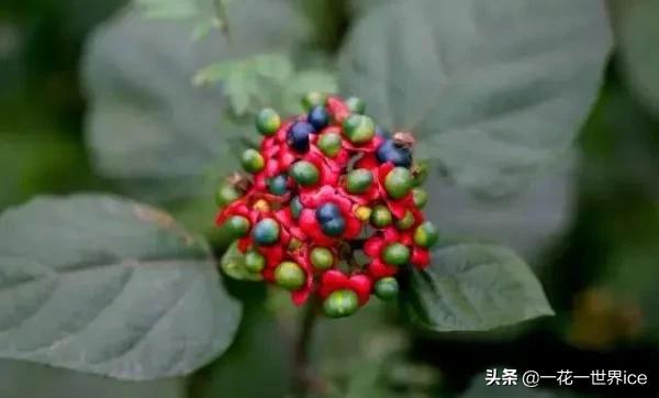 农村什么草治痔疮良药,治疗痔疮草叫什么草