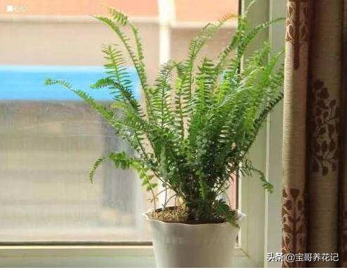 学会这几招帮您解决肾蕨叶片发黄的原因
