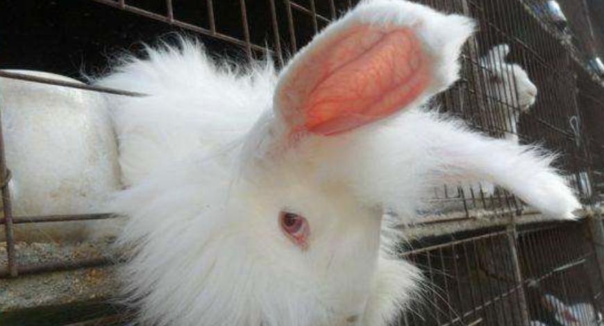 养殖长毛兔前景如何,养殖长毛兔