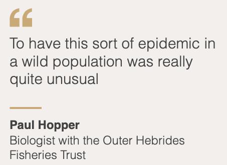 外媒曝光了挪威三文鱼养殖真相吗,最毒的深海三文鱼