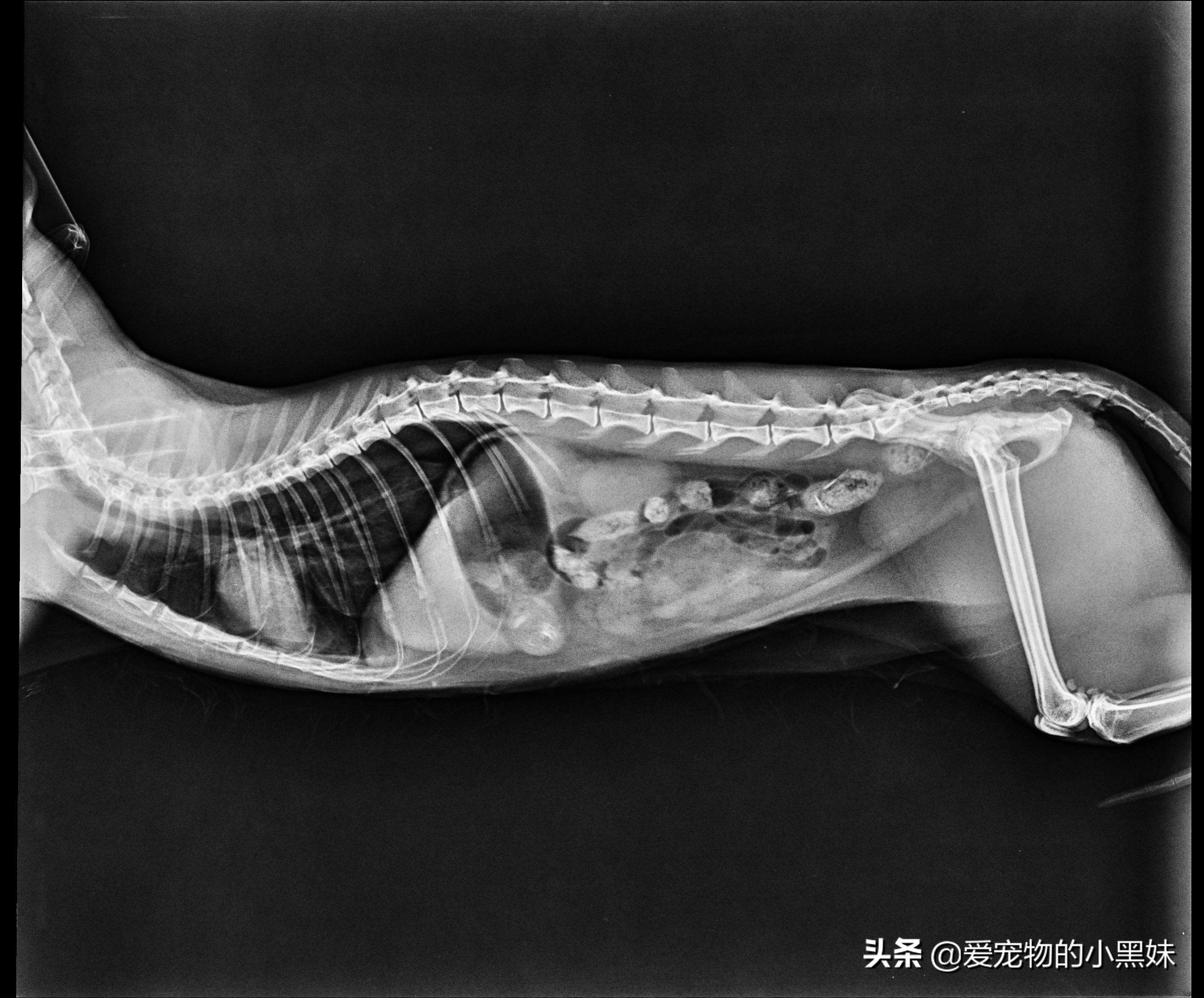 猫咪坠楼颚骨断裂自己能愈合吗,猫咪坠楼怎么治疗