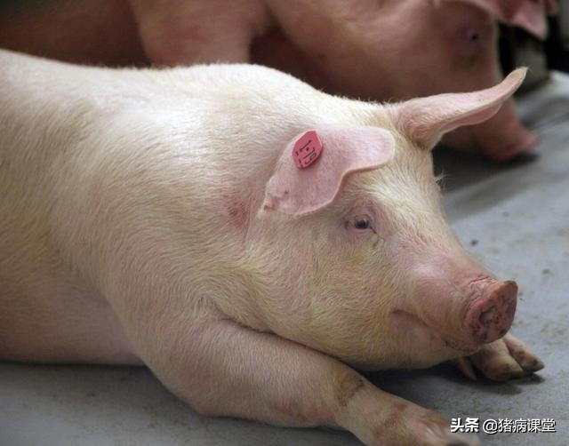 猪急性肠胃炎和猪瘟的鉴别诊断,猪高热混合感染和猪瘟怎么区分