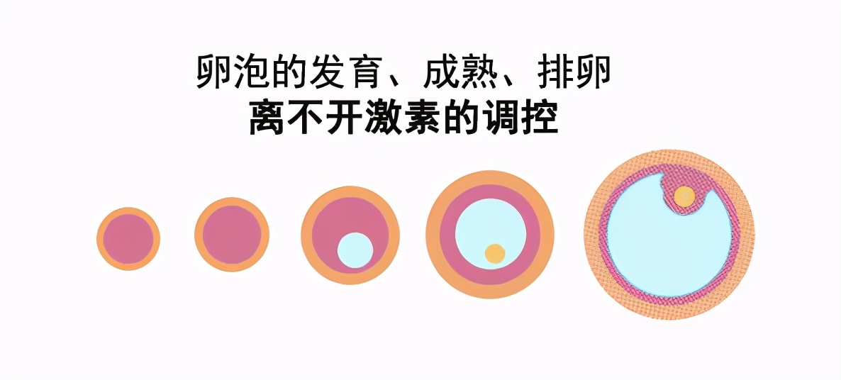 多囊卵巢不排卵还能怀孕吗,多囊卵巢怎么调理成功怀孕