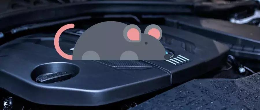 老鼠从哪里钻进车内,老鼠是怎么钻进车里的