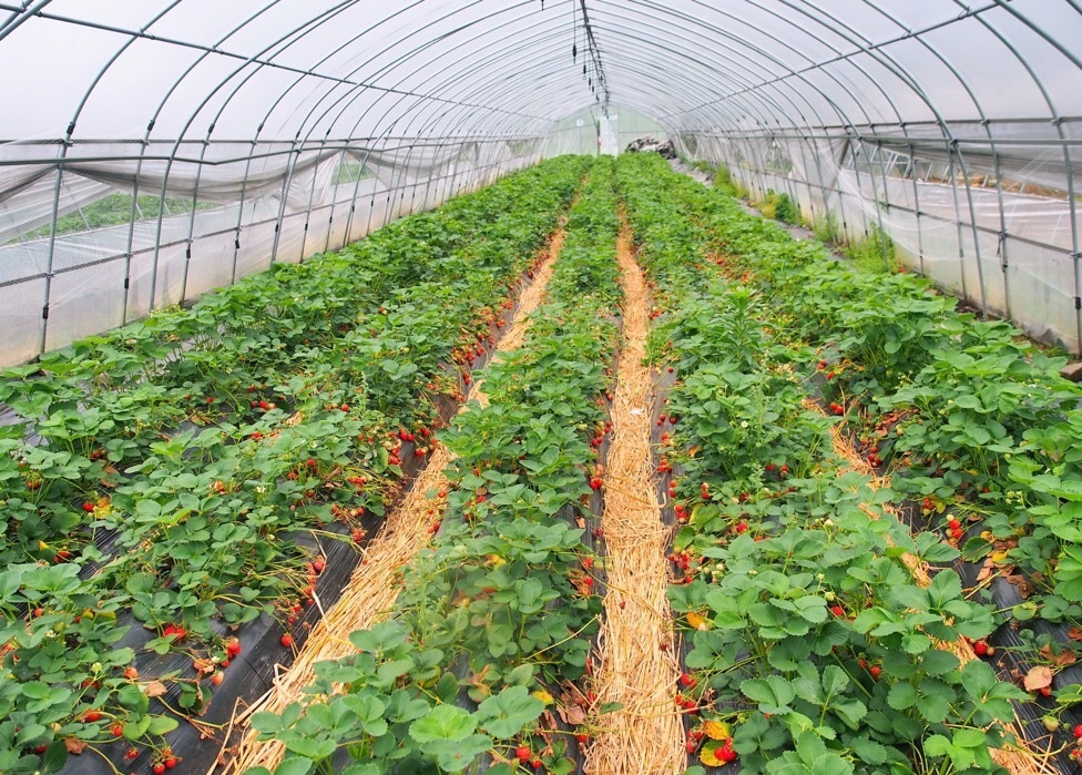 大棚草莓的种植和管理的方法,大棚草莓种植技巧与方法
