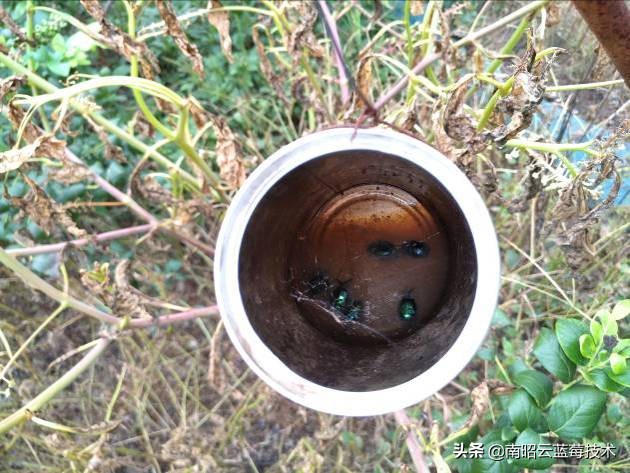蓝莓常见虫害,蓝莓虫害及防治措施怎么写
