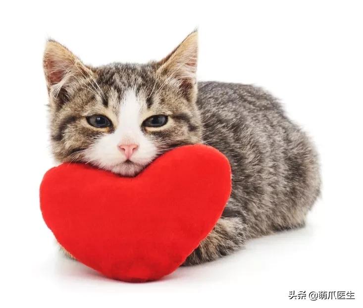 猫咪皮肤有黑斑点还很容易掉毛,猫咪身上有黑色斑点是怎么回事