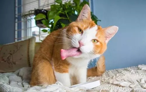 还有吸猫薄荷更严重的猫吗,有只猫吸了猫薄荷