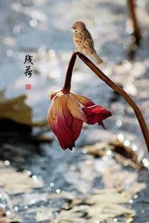 残荷虽败风骨犹存文案,残荷虽败能听雨