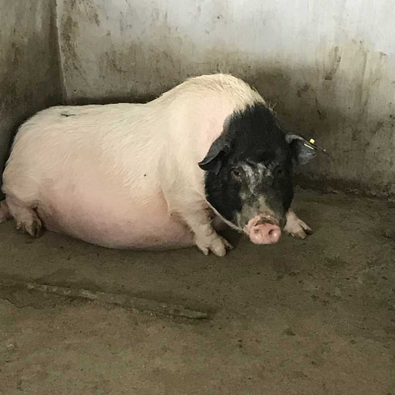 农村新手养猪怎么预防常见病,猪的常见病用什么药治疗