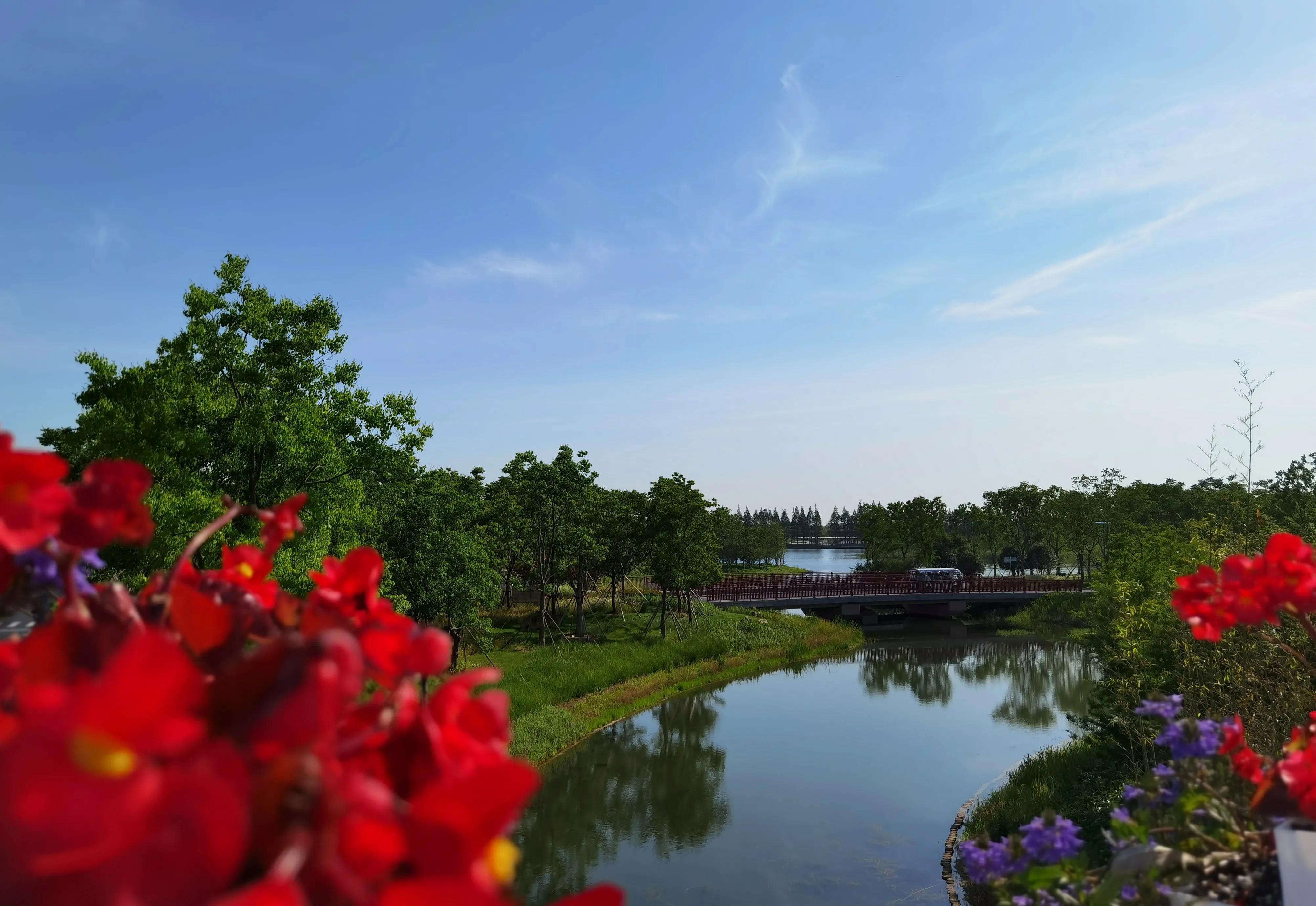 关于崇明花博会,崇明花博会全程花景