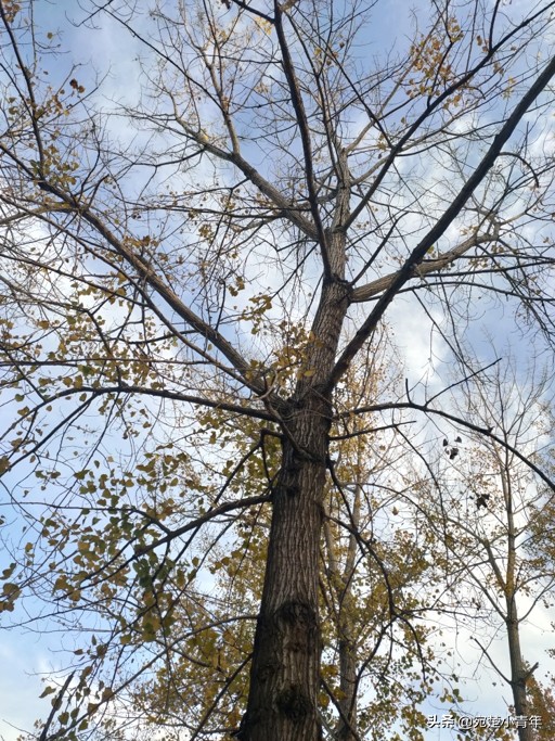 错过遗憾一辈子，大美南阳之秋：黄叶满地天湛蓝