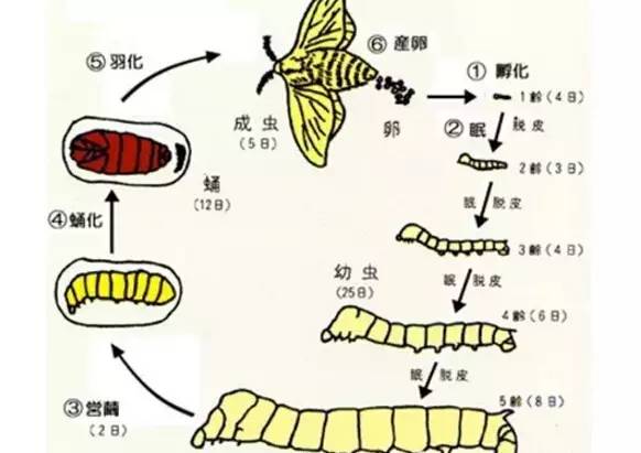桑叶如何在蚕宝宝身体里变成丝的,蚕子怎么变成蚕宝宝