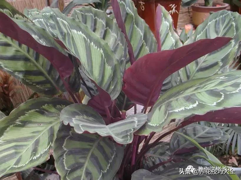 4种耐阴花好看好养活室内也能开,和绿萝长得很像耐阴的植物